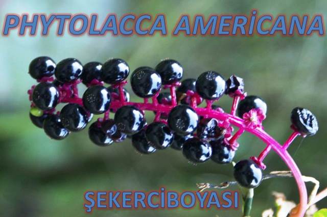 uploads/20102018173842/Phytolacca americana.jpg